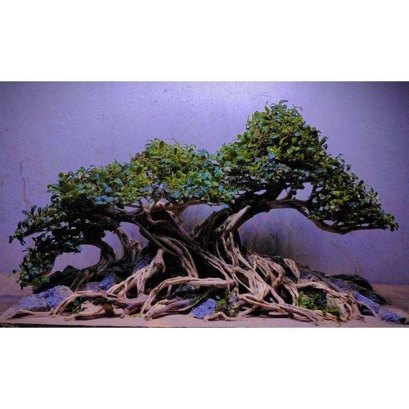 bonsai aquascape p55cm untuk tank 60 cm