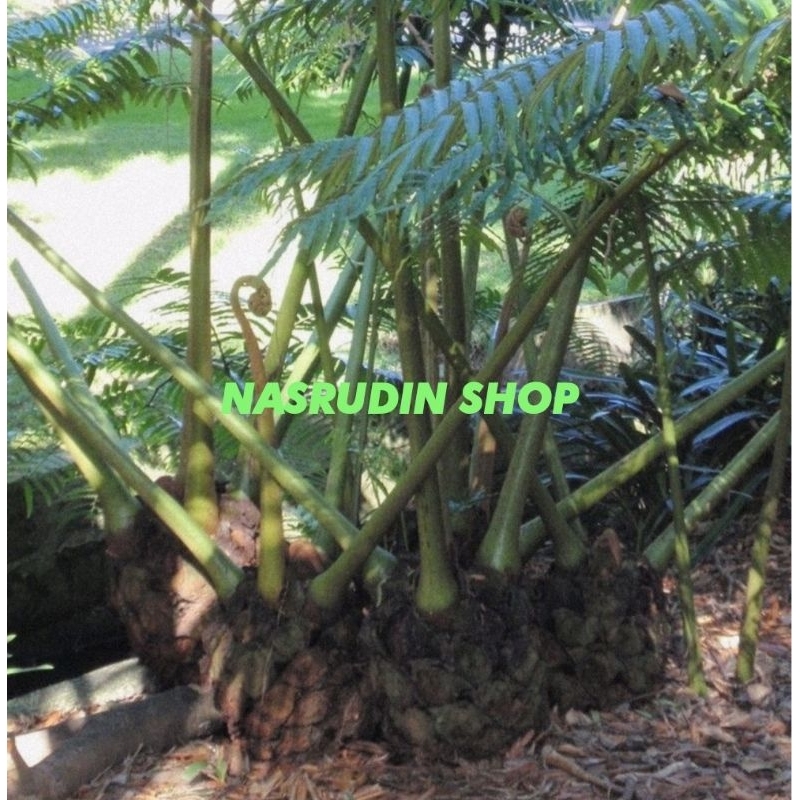 

[Fresh] BIBIT PAKIS GAJAH TANAMAN HIAS PAKIS MONSTER PAKIS PALEM PAKIS KAPAL PAKIS RAJA PAKIS MONYET