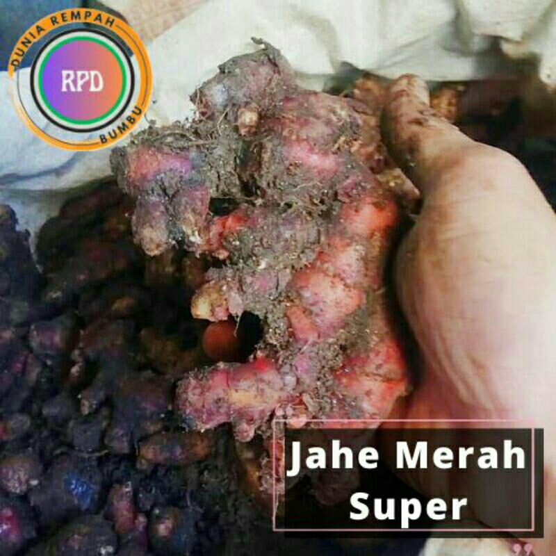 

JAHE MERAH SUPER 1KG / JAHE MERAH SUPER