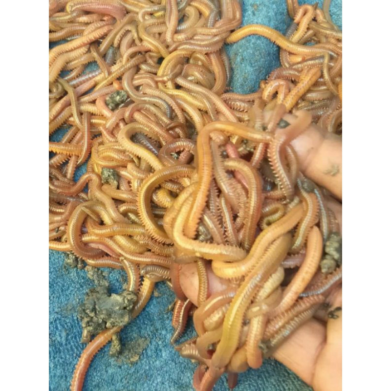 sepesial cacing laut /kilang kilung