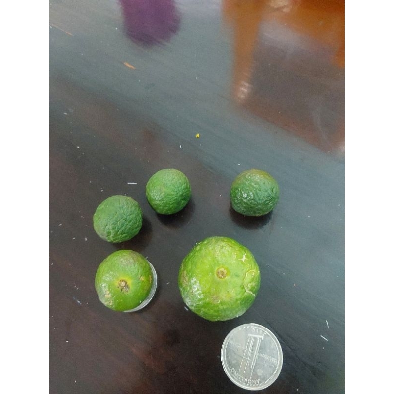 

jeruk limo limau besar