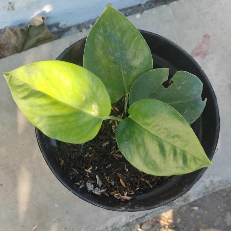 Monstera Deliciosa Brazilia (Anakan)