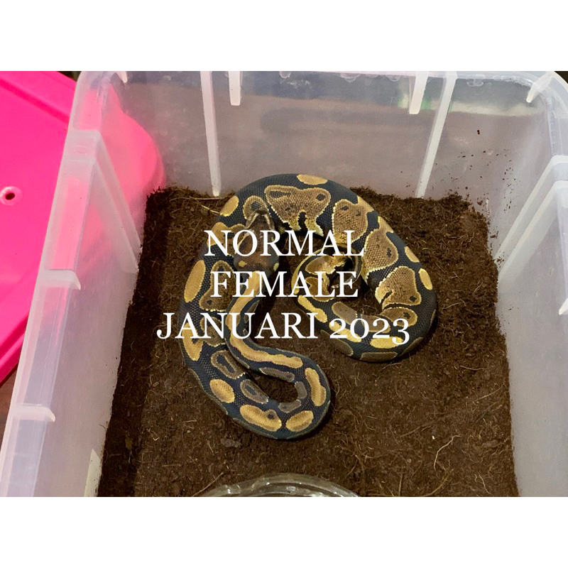 (F) Normal Ball Python [2022060601]