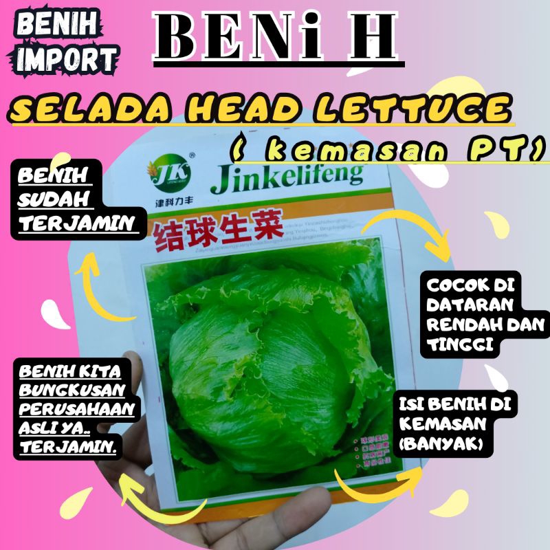 BENIH SELADA HEAD LETTUCE BERKUALITAS TINGGI
