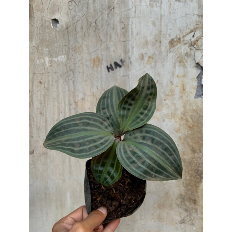 tanaman hias pacing kura / geogenanthus poeppiggii