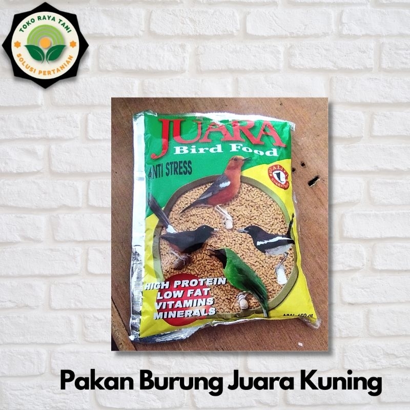 pakan burung Kacer JUARA KUNING