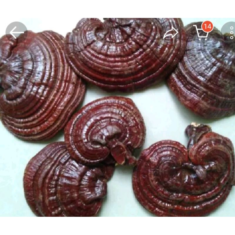 

Jamur lingzi asli 500 gram