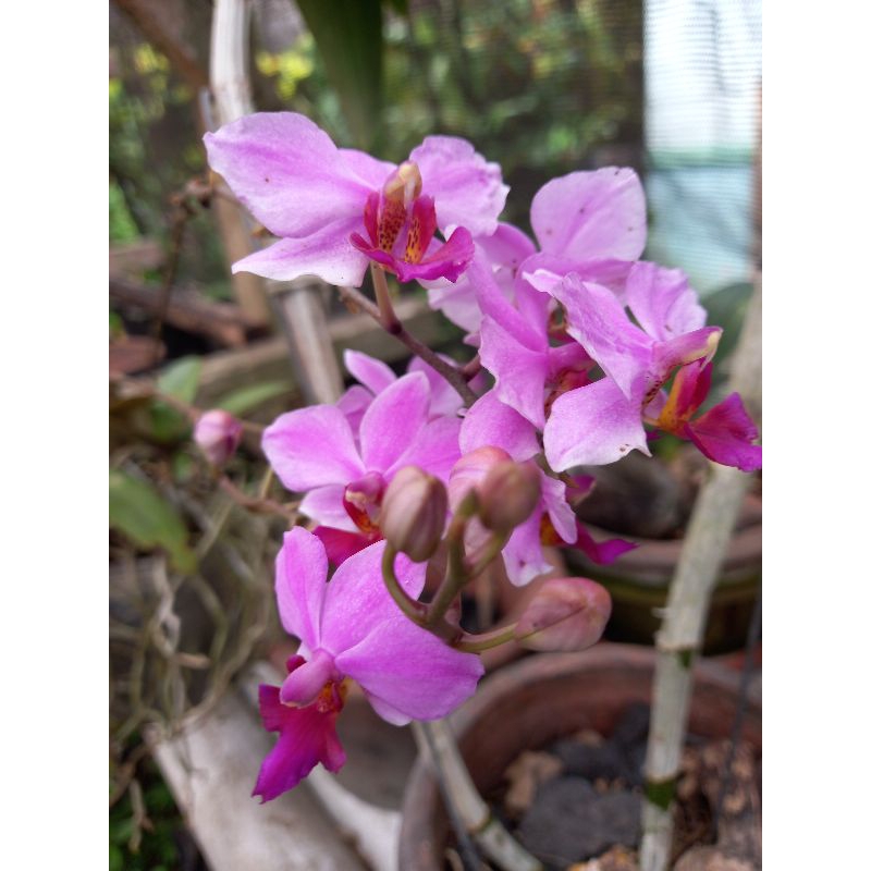 Anggrek Bulan Doritis dewasa siap berbunga, warna pink lidah merah, jenis spesies yang mudah perawat