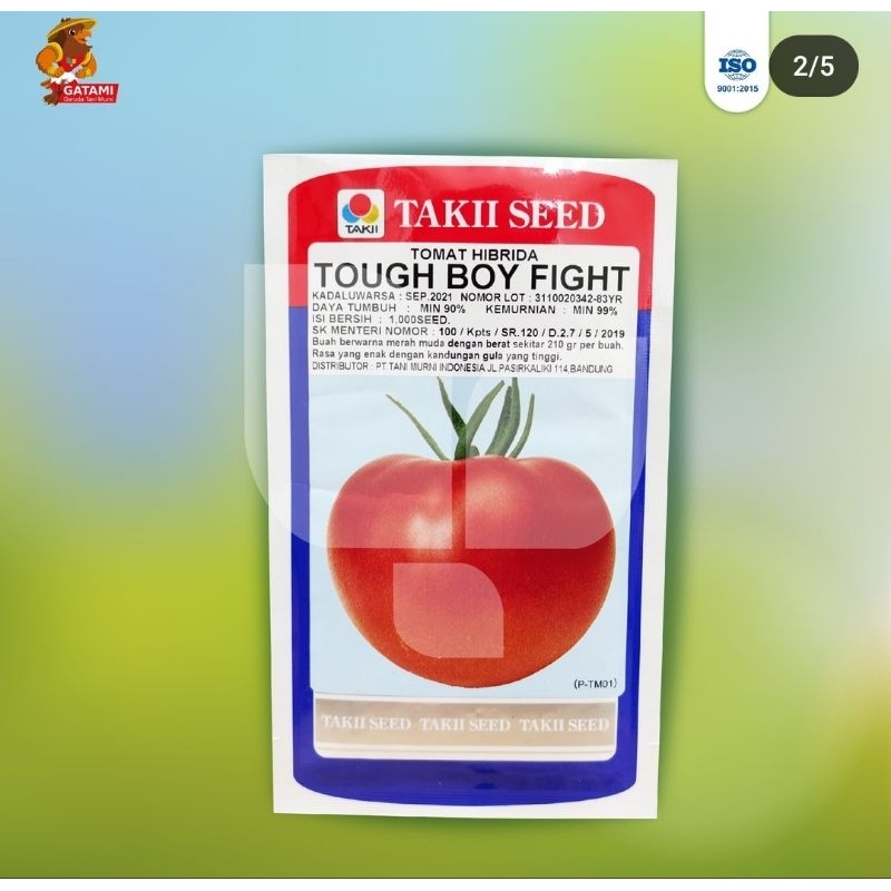 TOG BOY FIGHT || Benih Tomat Beef / Momotaro || Tani Murni || 1000 Biji