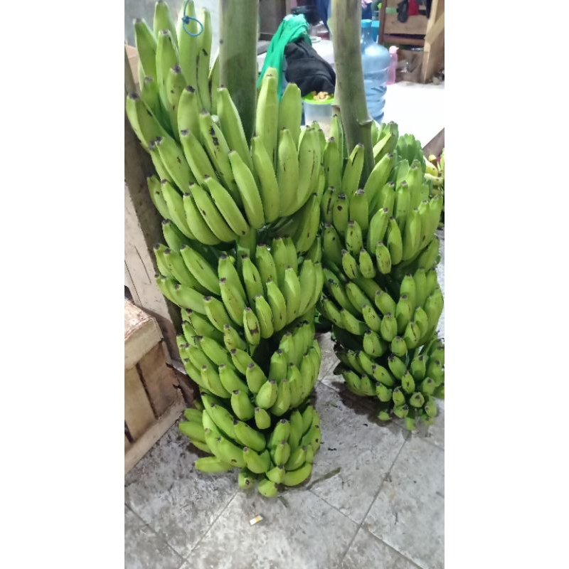 

aneka pisang