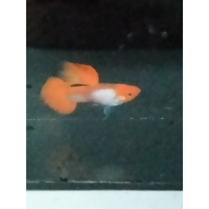 Ikan hias Guppy platinum koi