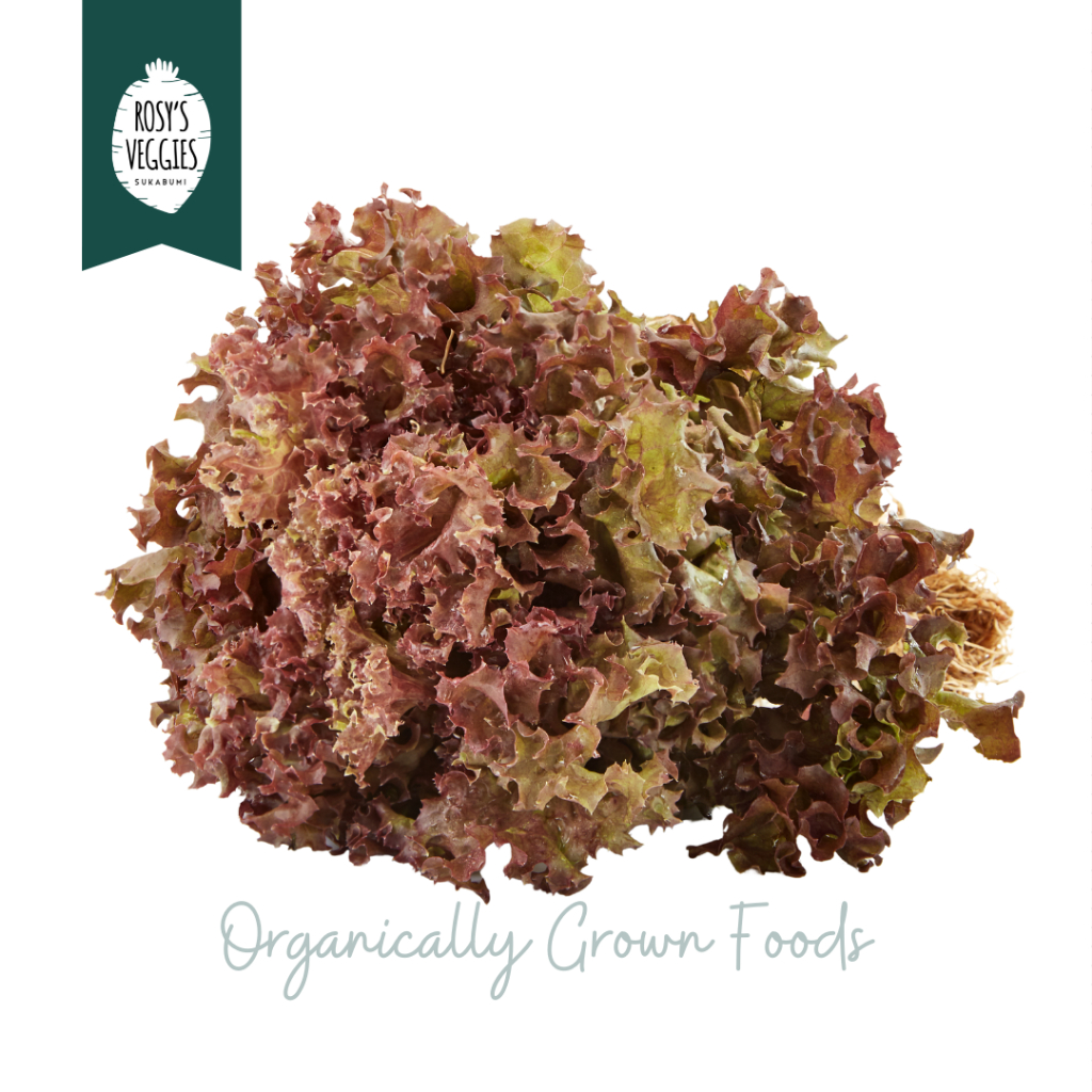 

Selada Keriting Merah Organik | 250 gram