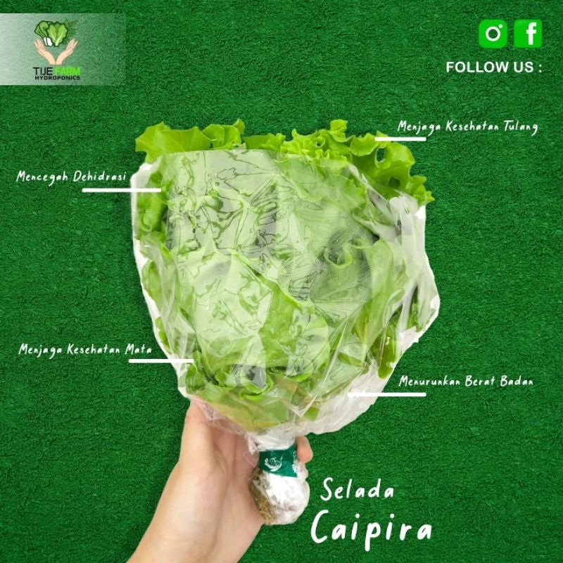 

Sayur selada