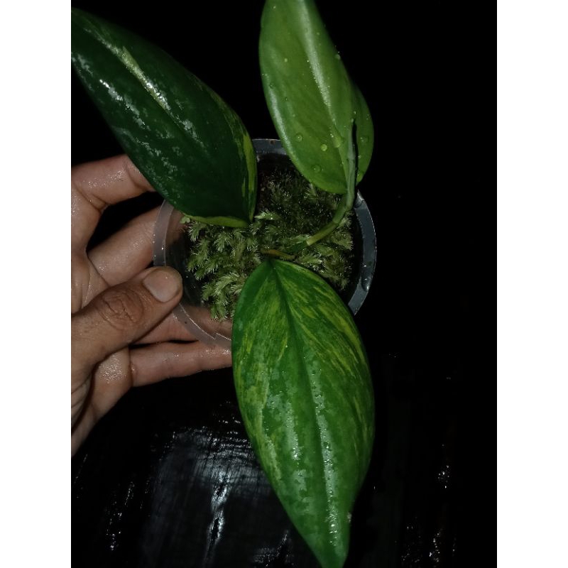 tanaman hias scindapsus monglhit varigata murah,?