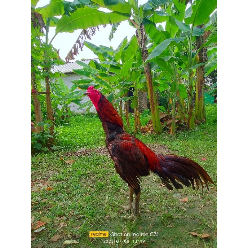 

Ayam Bangkok Siap Adu