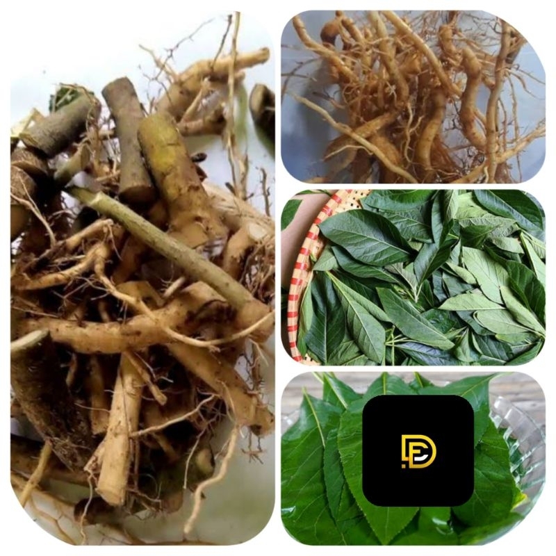 

Akar daun afrika khusus akar daun afrika selatan-az