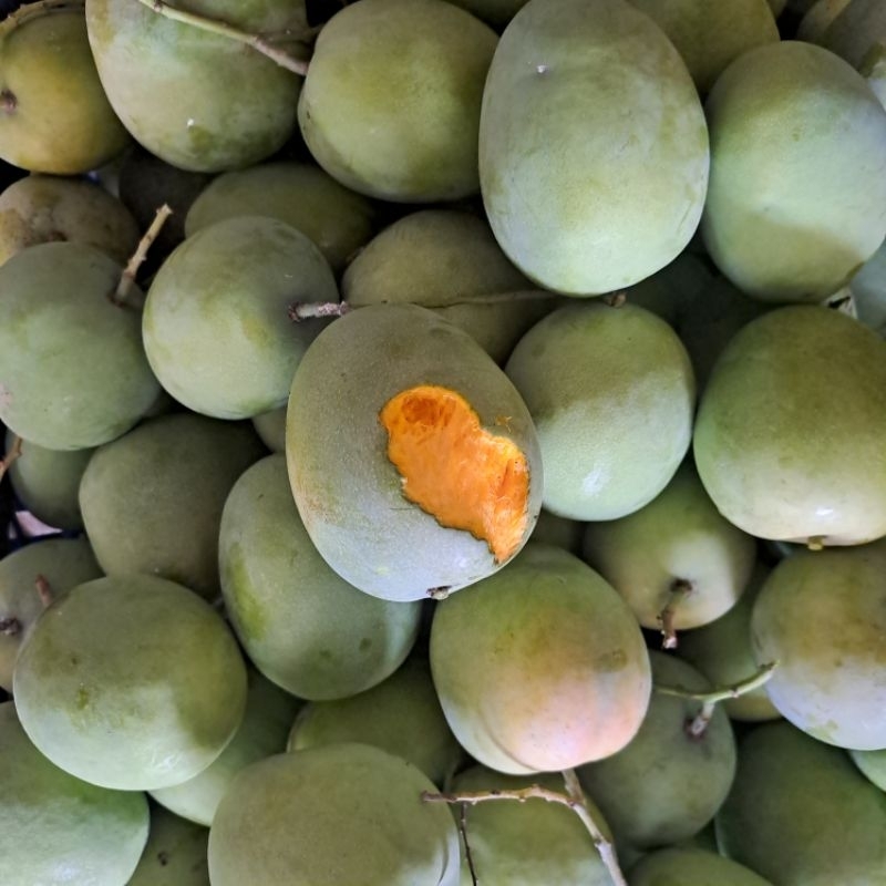 

Mangga Gedong Mengkal