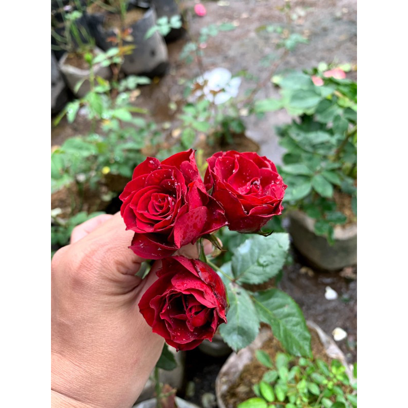 Tanaman Hidup bunga Mawar Import RED PEVITA-Mawar merah-Mawar cantik