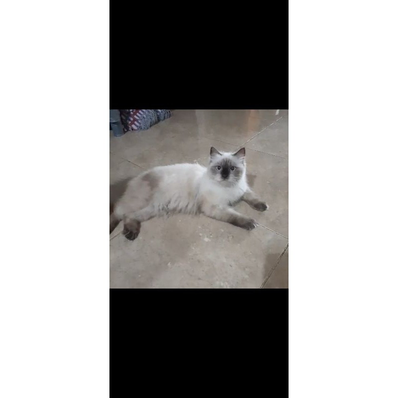 kucing ragdoll pure betina cantik