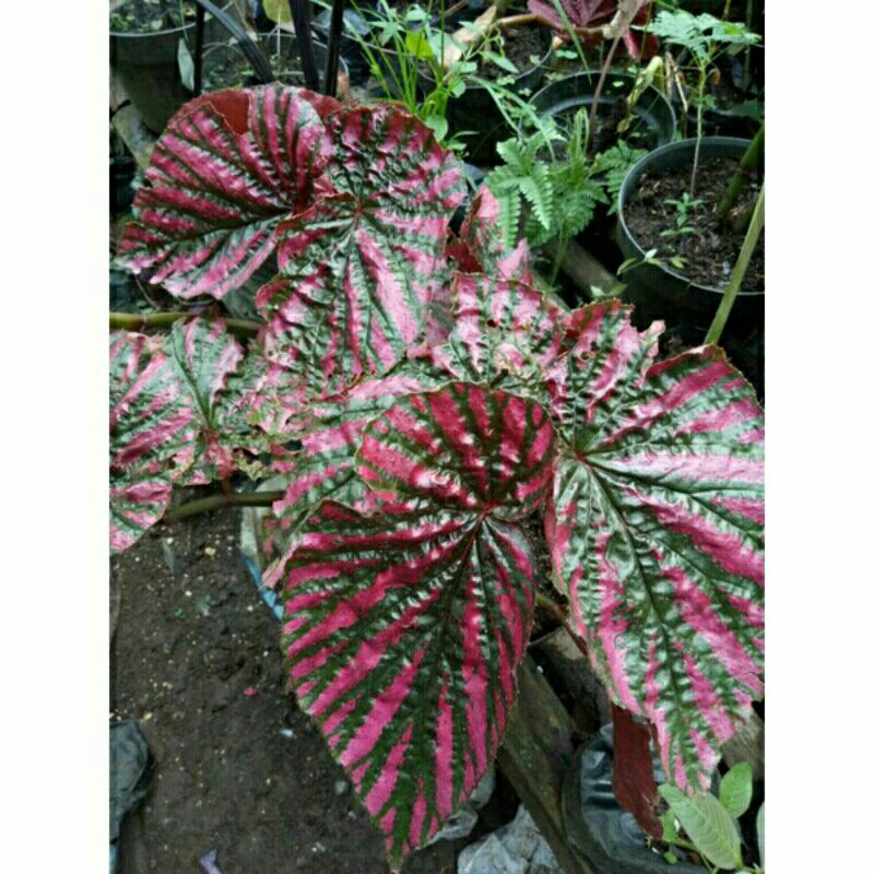 (Ukuran Kecil) Begonia Rex Wallet