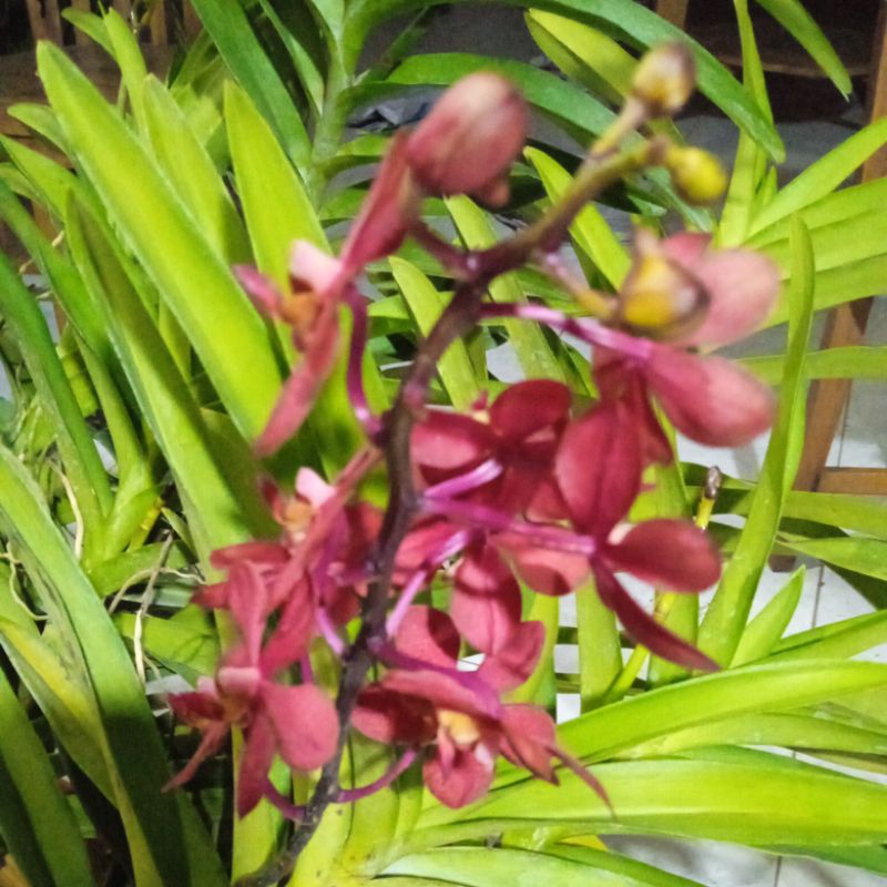 vanda jumbo knop mekar