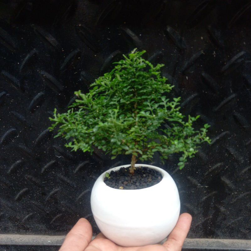 kemuning super mikro Thailand berserta pot putih bonsai