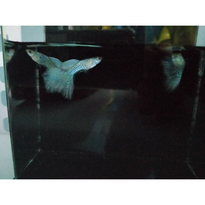 Ikan hias Guppy Blue Grass Lace