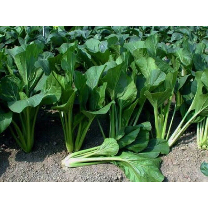 

CAISIM SAWI HIJAU 1/2 FRESH