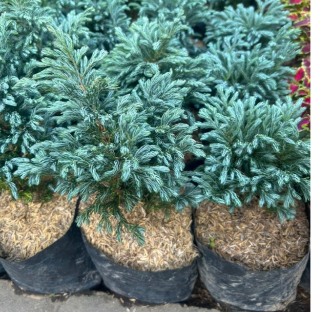 CEMARA BLUE DENT / CEMARA BIRU / CEMARA MINI / CEMARA