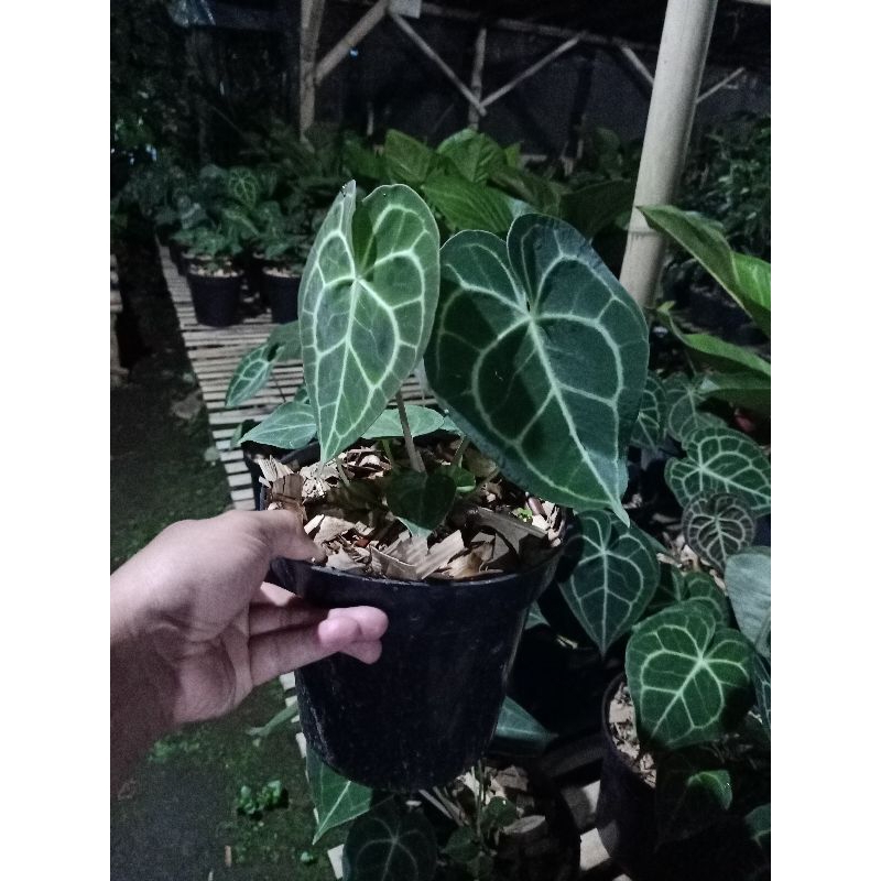 tanaman kuping gajah tarantula ORI remaja