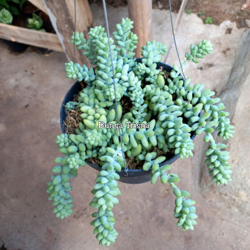 TANAMAN GANTUNG SUKULEN AIR MATA IBU/SEDUM DONKEY TALI/KAKTUS ANGGUR RIMBUN