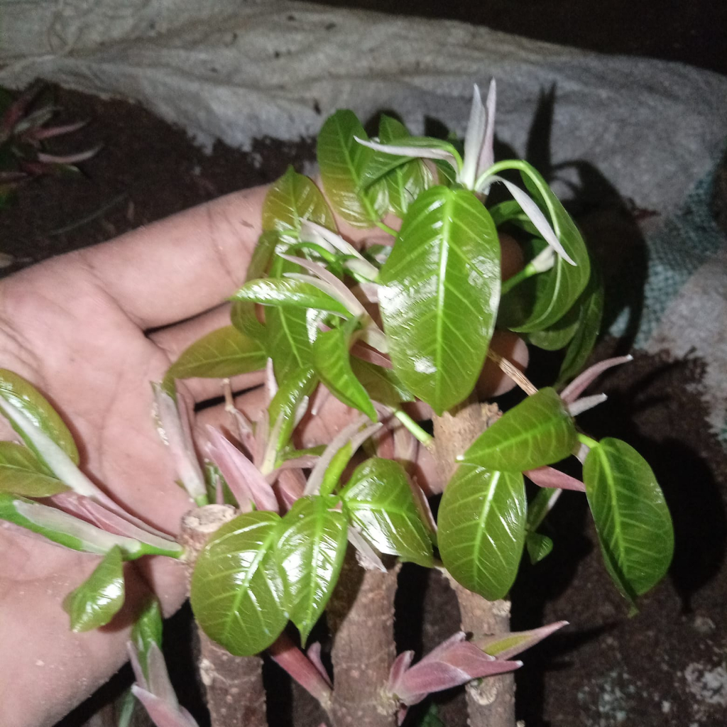 bahan bonsai picus bunut pucuk merah
