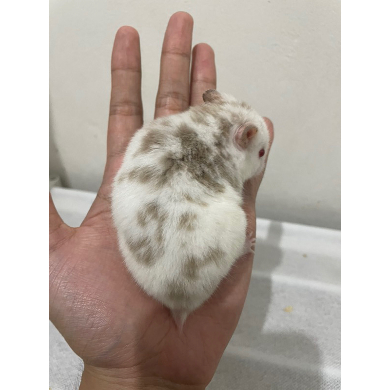 Hamster Syrian Dove Fujiyama Jantan Sangat Langka Siap Kawin