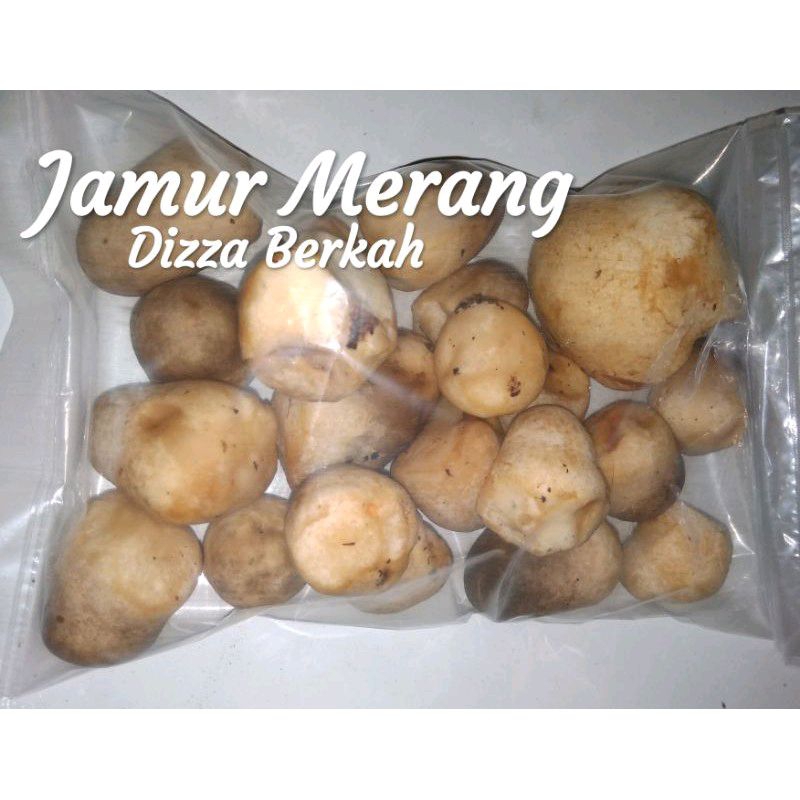 

JAMUR MERANG/1 bungkus/Dizza Berkah