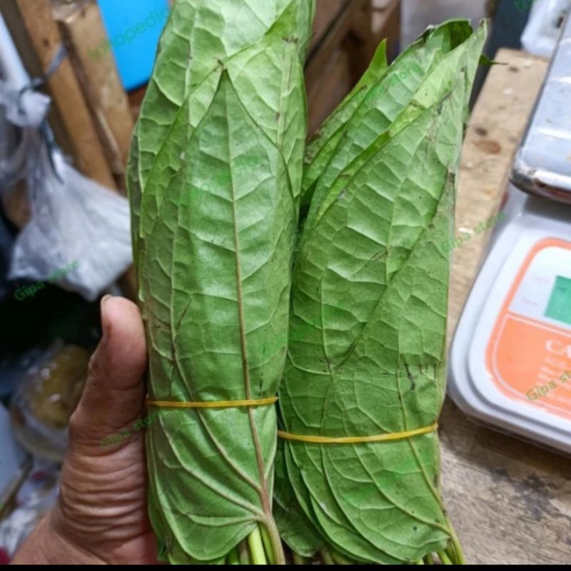 

Daun Sirih Segar 1 Baris/1 Kepit