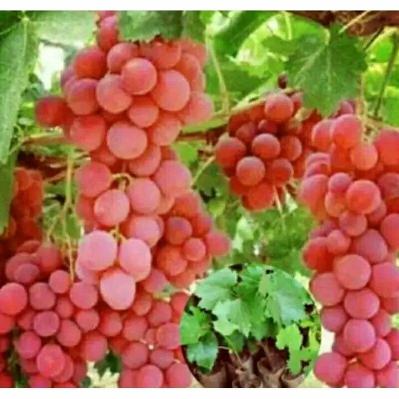 3 biji bibit/benih anggur merah super