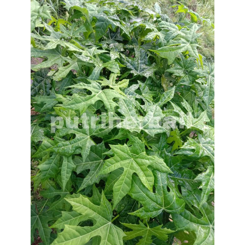 

DAUN GEDI ATAU PEPAYA JEPANG 500 GRAM