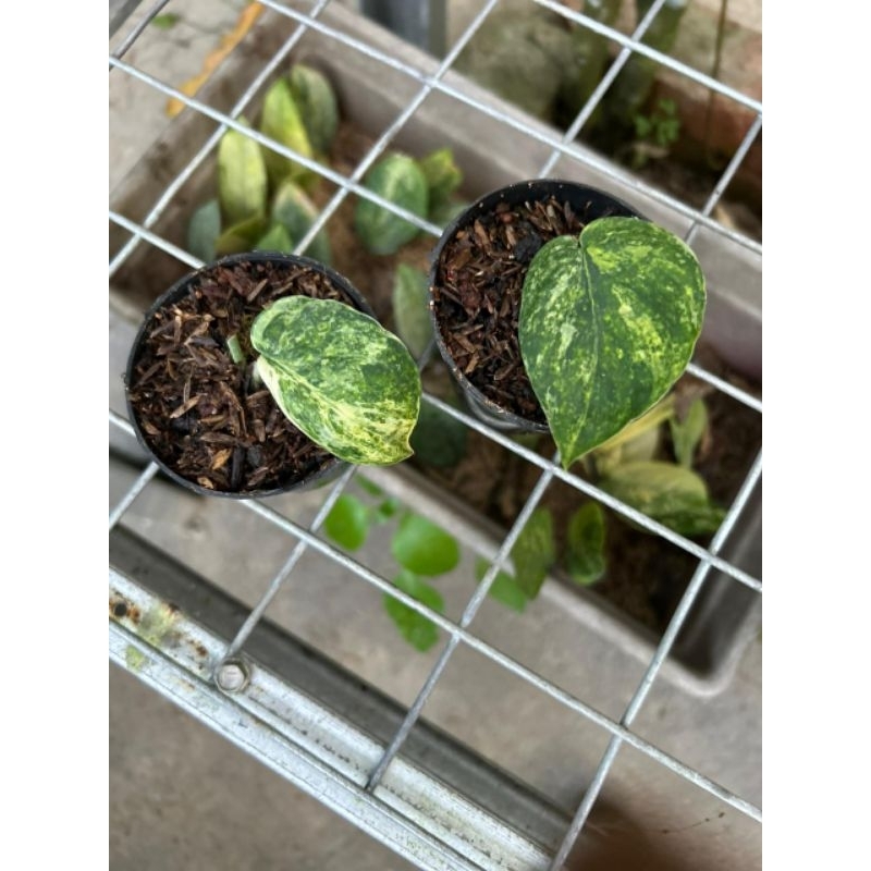Scindapsus NoID Variegata