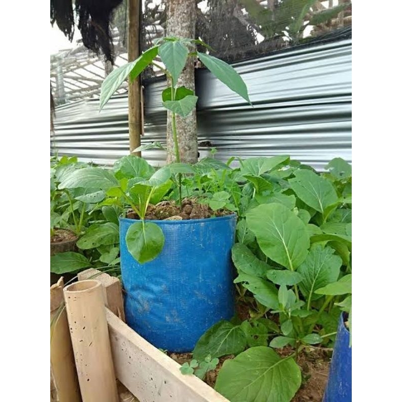 TERPAL POT POLYBAK cocok untuk pot bunga dll