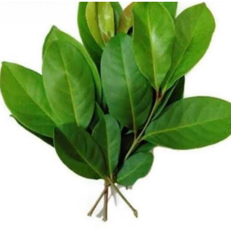 

DAUN SALAM 1 IKAT
