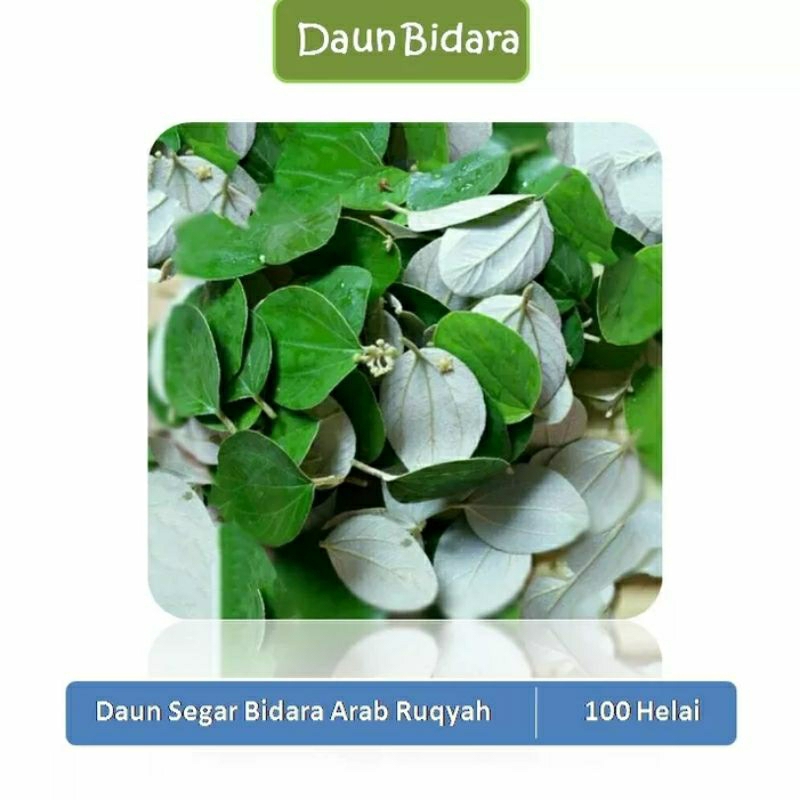 

Melvinstore99 - Daun bidara Arab Sidr Bandung per Helai