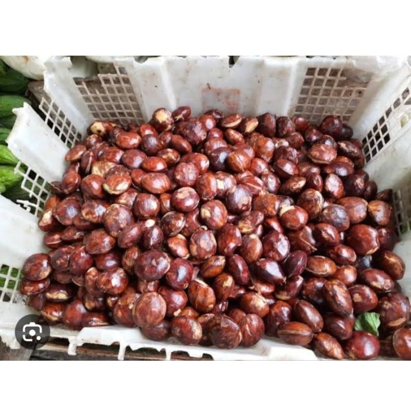 

jengkols