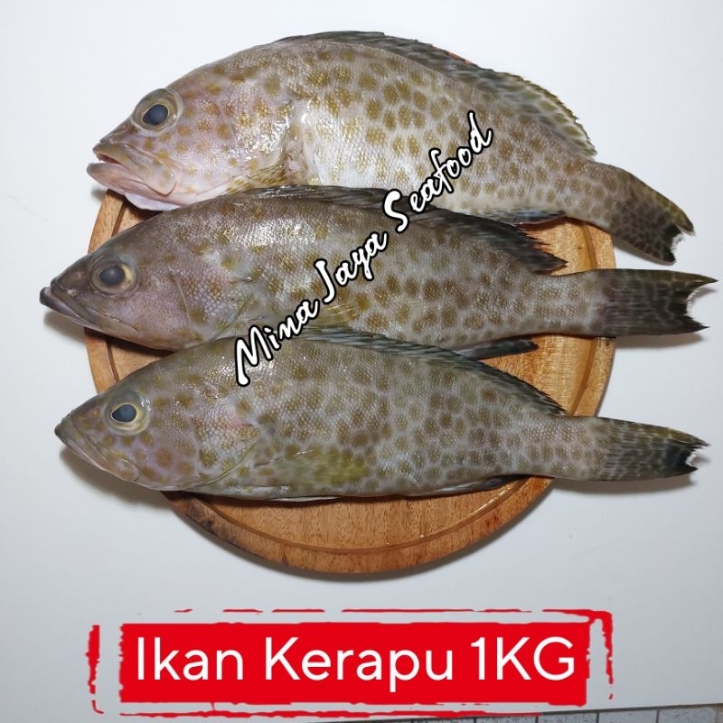 

Ikan Kerapu Totol 1KG / FREE SUDAH DIBERSIHKAN