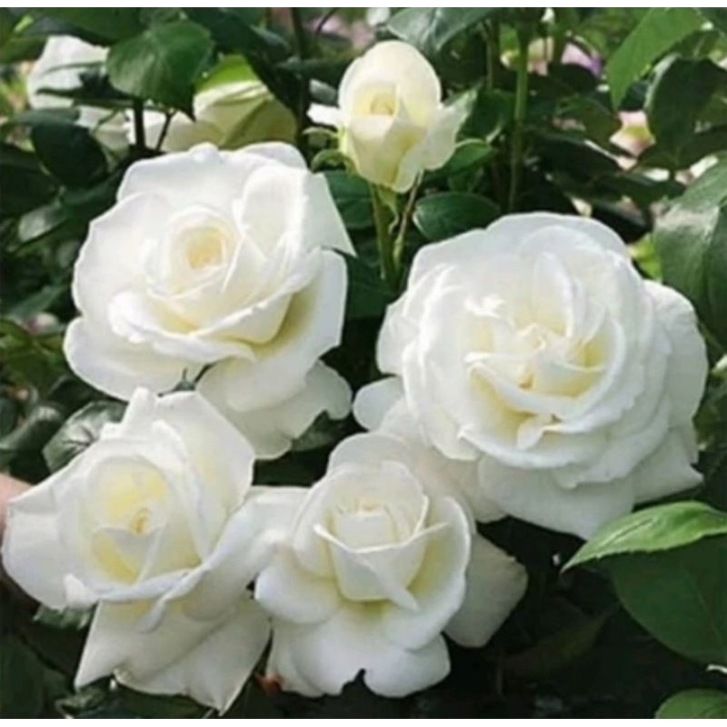 Bunga mawar putih isi 10 tangkai