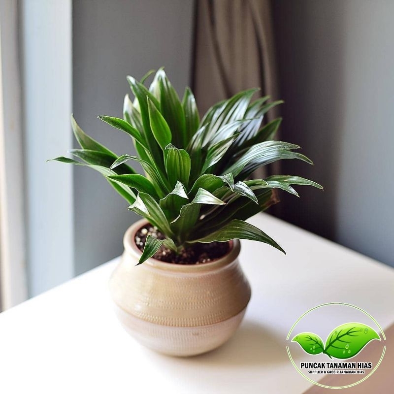 Tanaman dracena compacta - Dracena compacta - Dracena kemoceng
