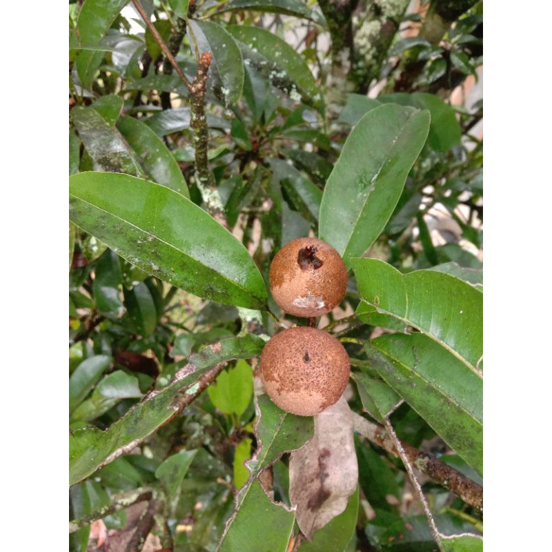 

BUAH SAWO MUDA PER 1 KG