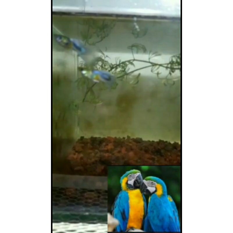 Guppy Beauty blue gold jenis guppy yg menyerupai warna burung blue gold macaw