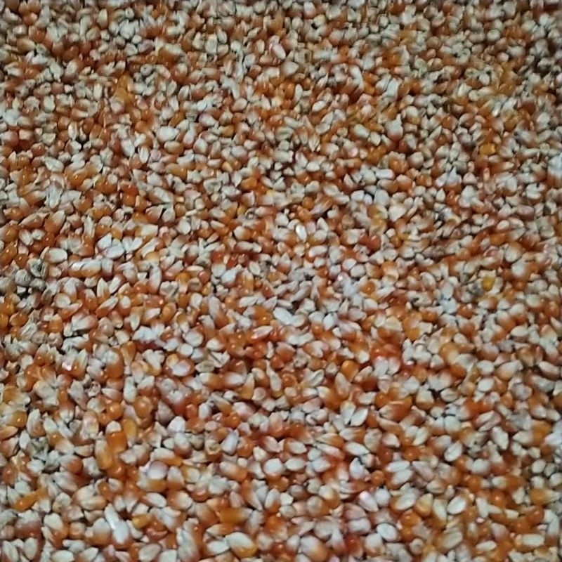 jagung kering pakan burung siap kirim 1 kg