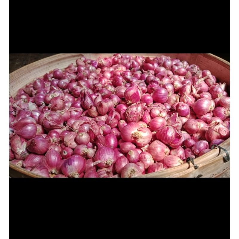 

Bawang Merah Lokal Super Besar 1 Kg Murah Kering Kiloan