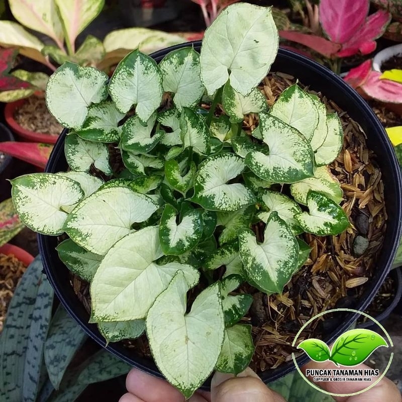 Tanaman hias syngonium mini - Syngonium mini liliput